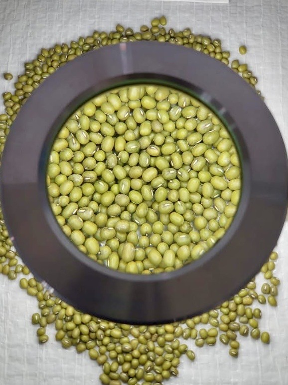 Inspección de calidad del frijol chino (mung bean)