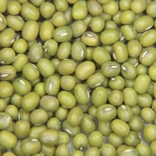 Frijol chino (mung bean)